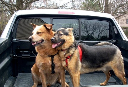 Ace and Friend